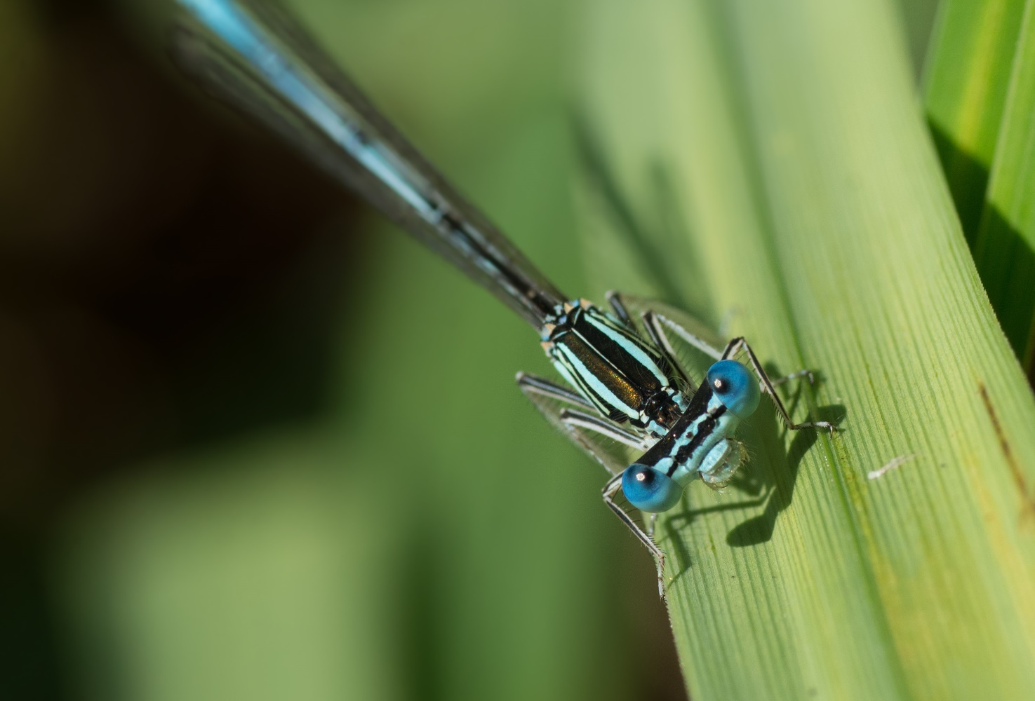 Schau mir in die Augen.....kleine Fotografin 2