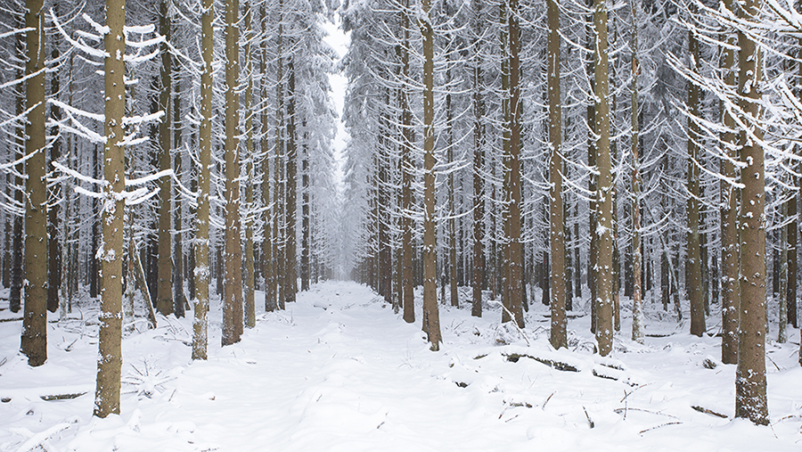 winterliche Monokultur