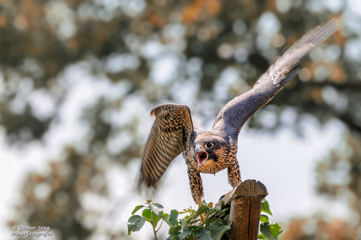 Der schreiende Wanderfalke