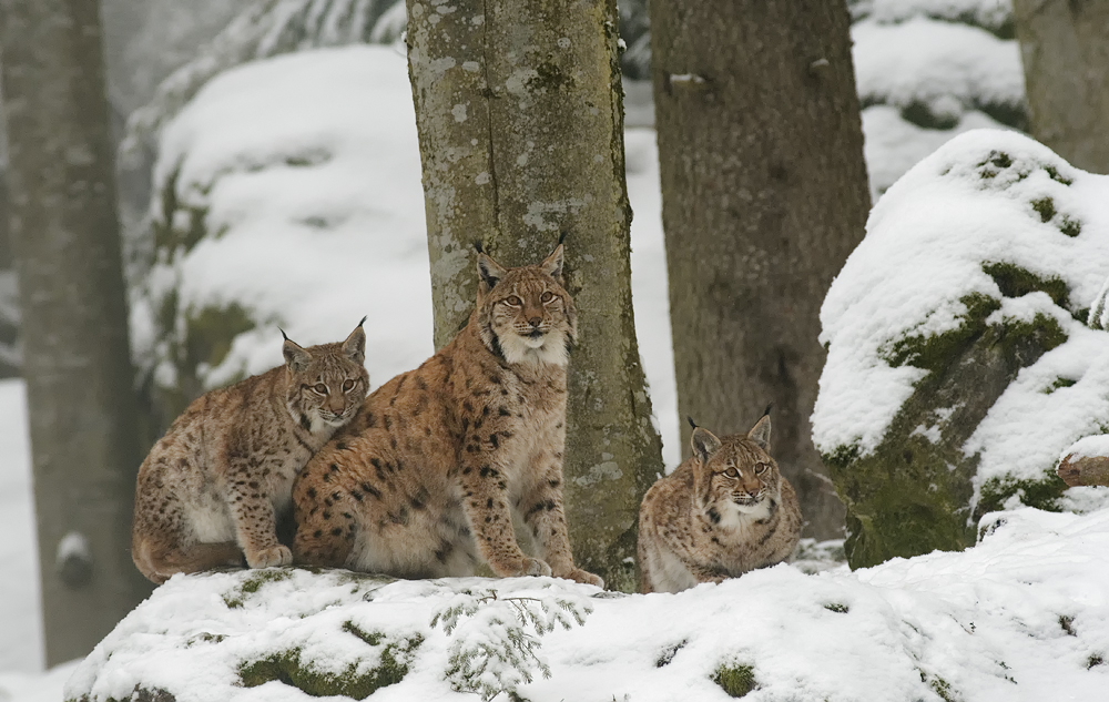Schneekatzen