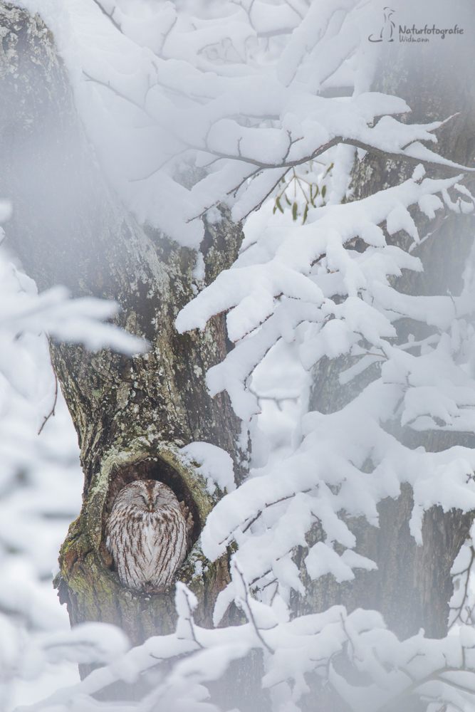 Winter Wonderland