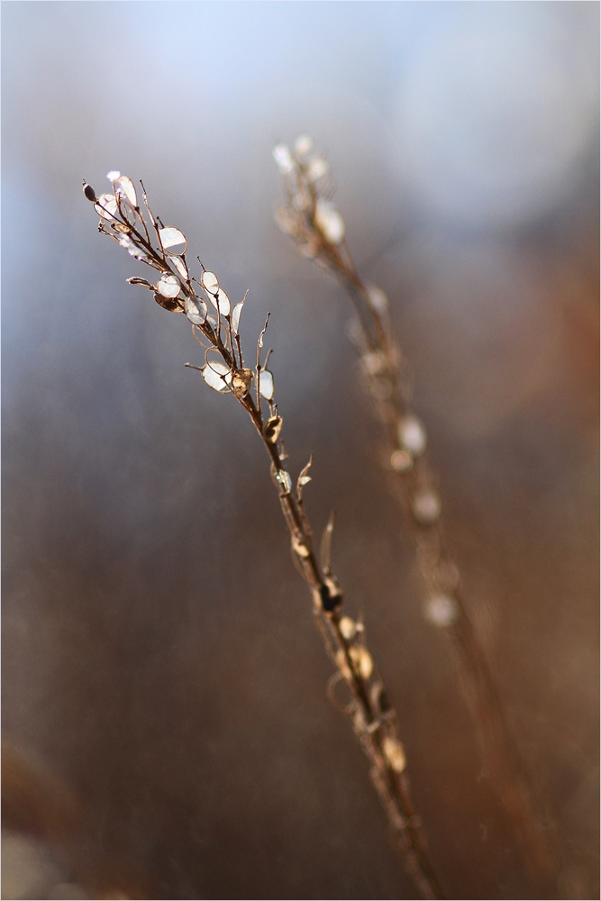 mit Eisschmuck verziert