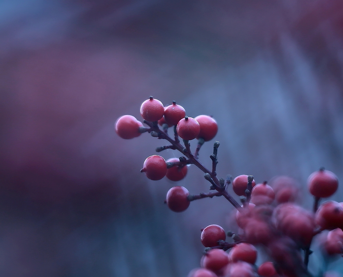 purple haze