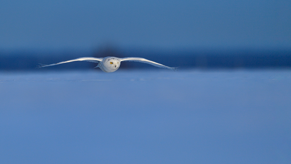 Snowyowl