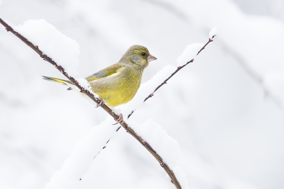 Grünfink (Chloris chloris Syn Carduelis chloris)