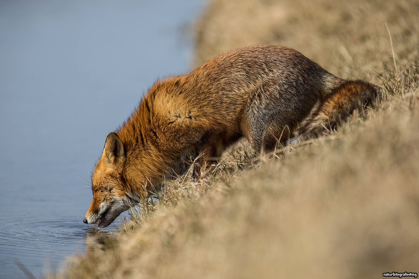 Flüssigkeitsaufnahme beim Rotfuchs
