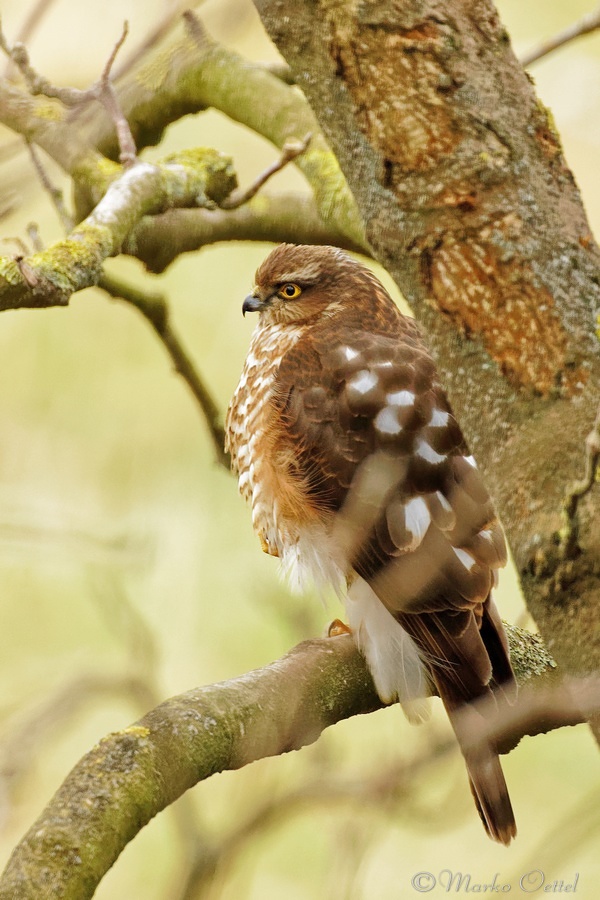 Sperber (Accipiter nisus)