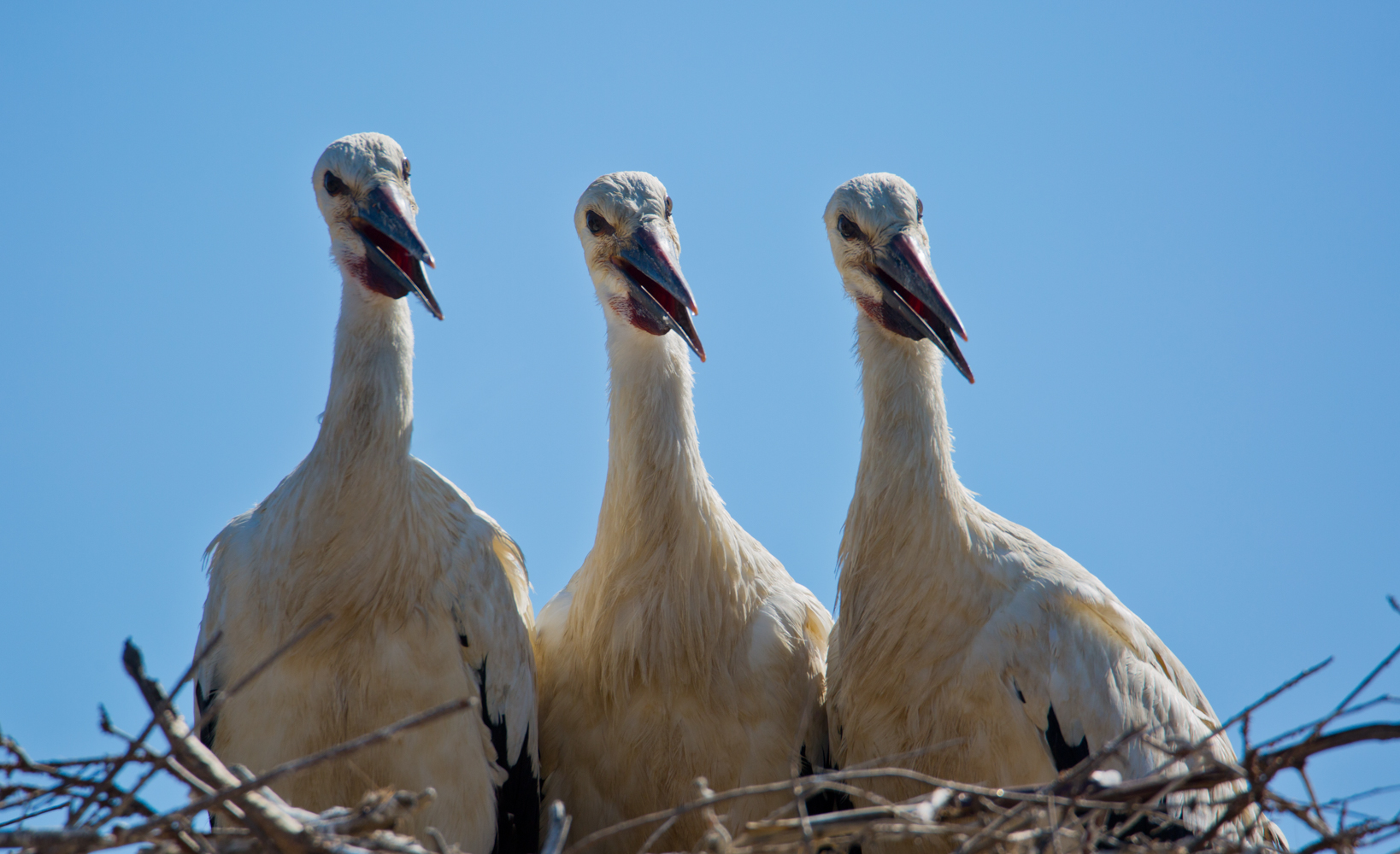 Storchen - Trio (Forum für Naturfotografen)