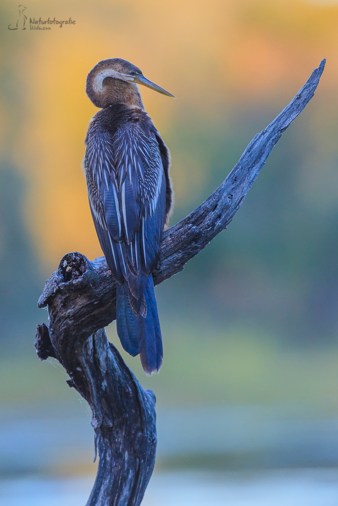 Afrikanischer Schlangenhalsvogel