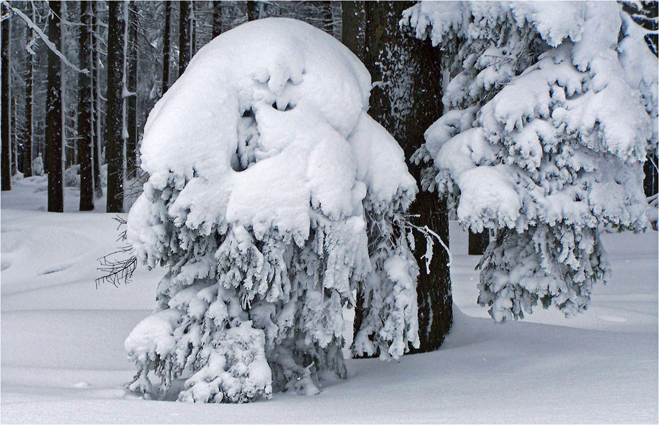 Der Schneegeist