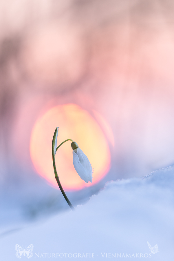Schneeglöckchen