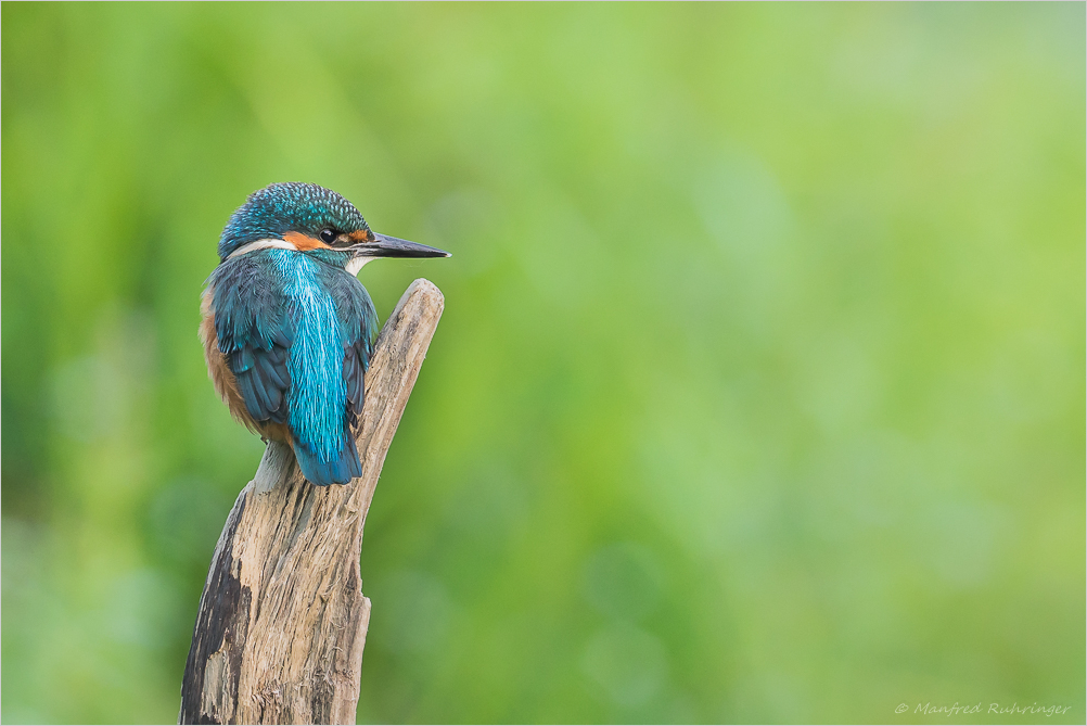 ~Eisvogel~