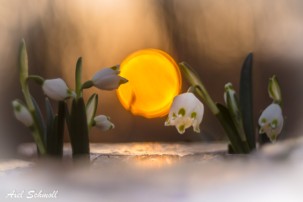 Märzenbecher im Frost