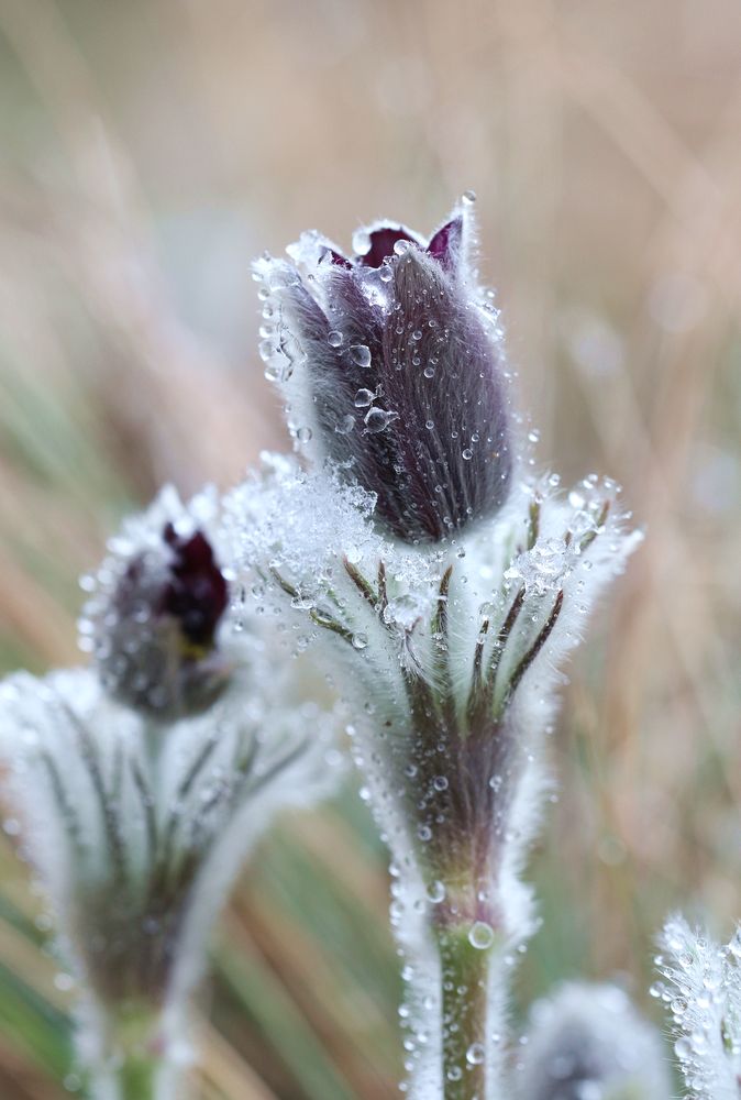 Der Winter bäumt sich auf