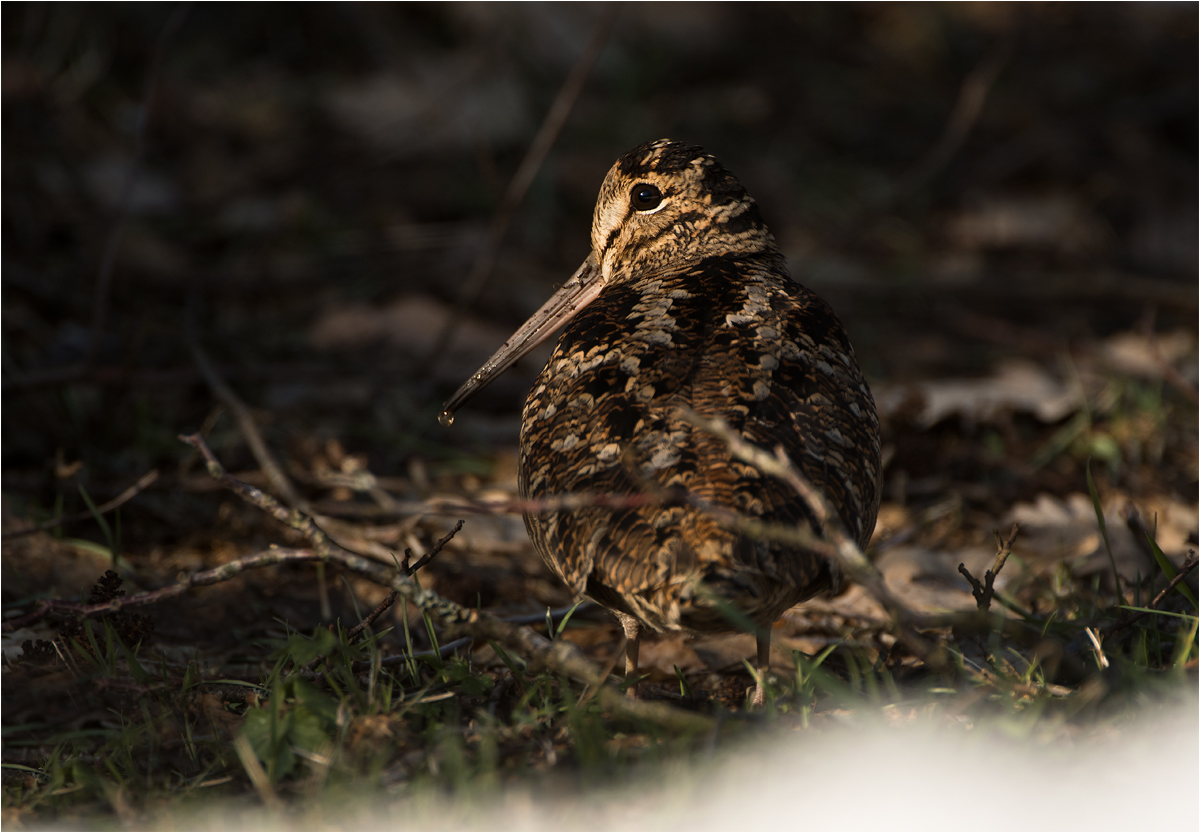 Waldschnepfe