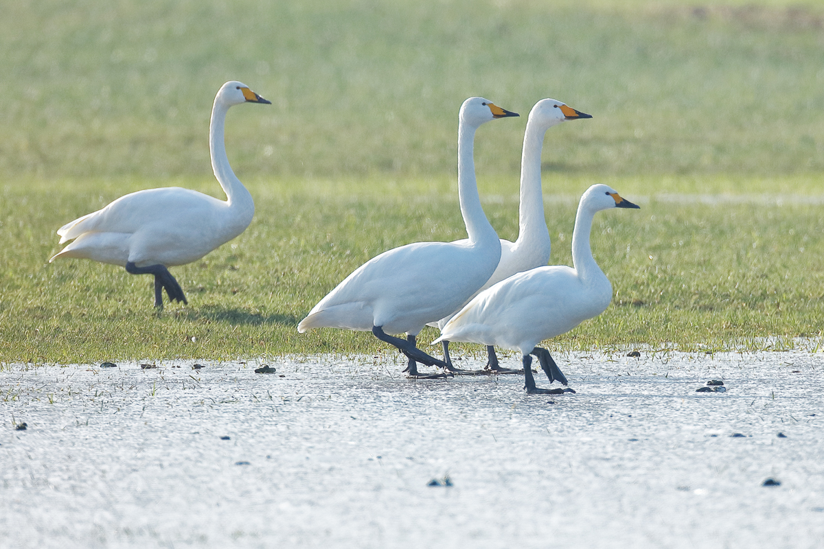 Zwergschwan vor entfernter Verwandtschaft....