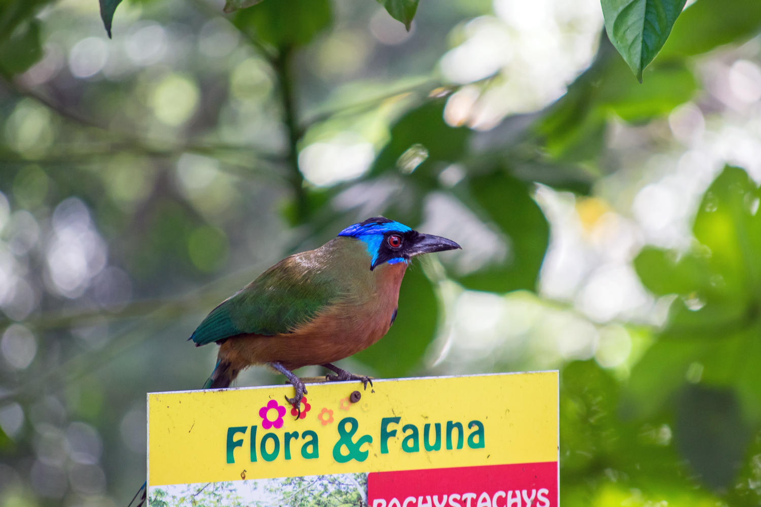 Eindeutig nicht Flora