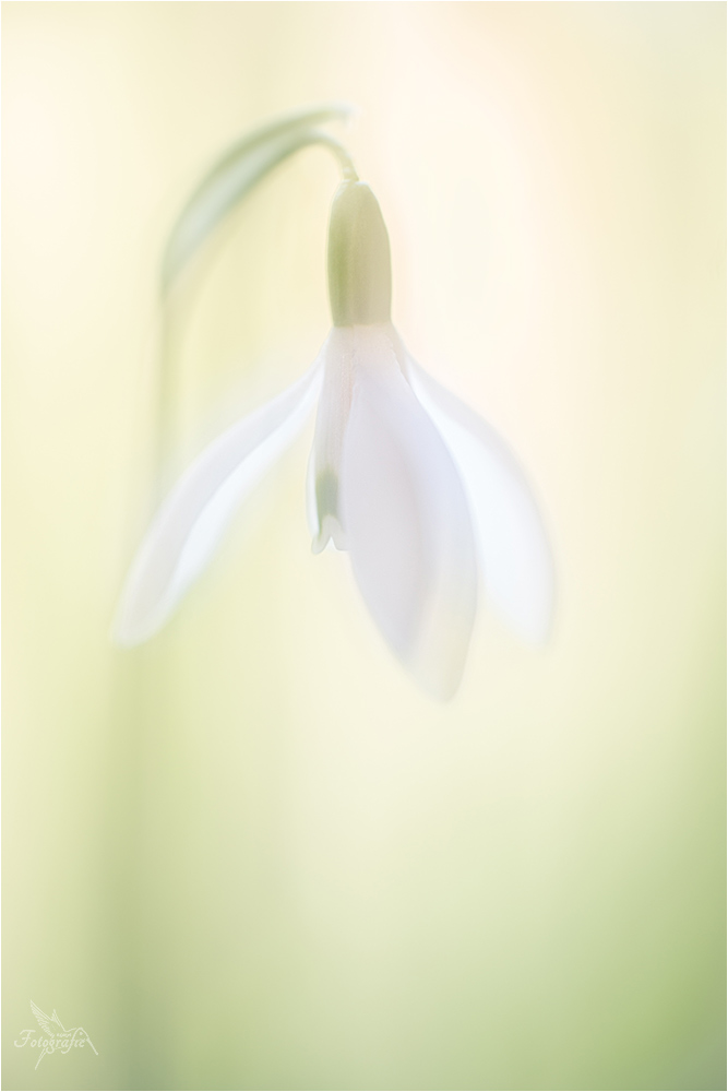 Frühlingsbote