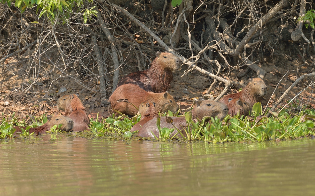 Capybaras (Forum für Naturfotografen)