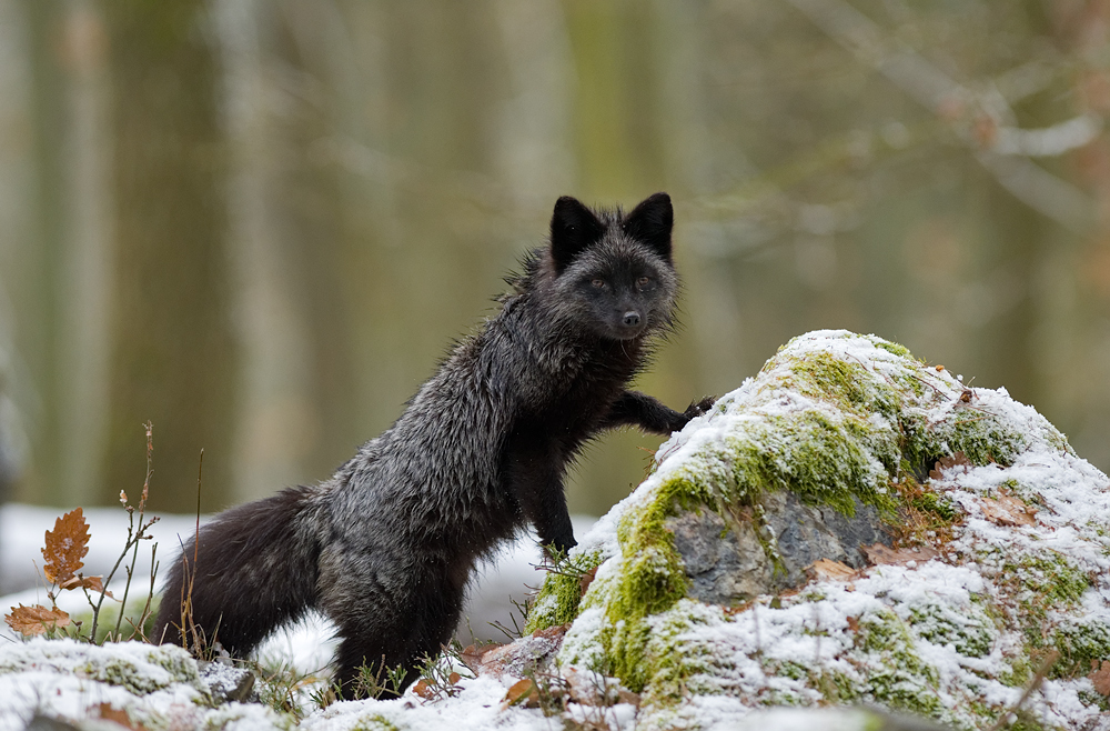 Silberfuchs