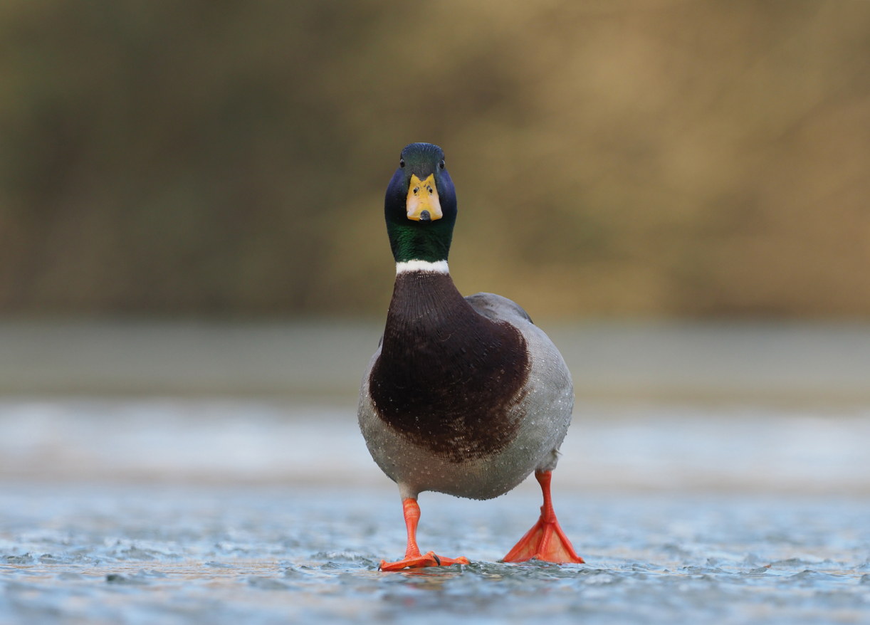 Stockentenerpel (Anas platyrhynchos)