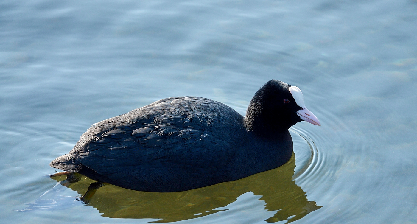 Blässhuhn Portrait