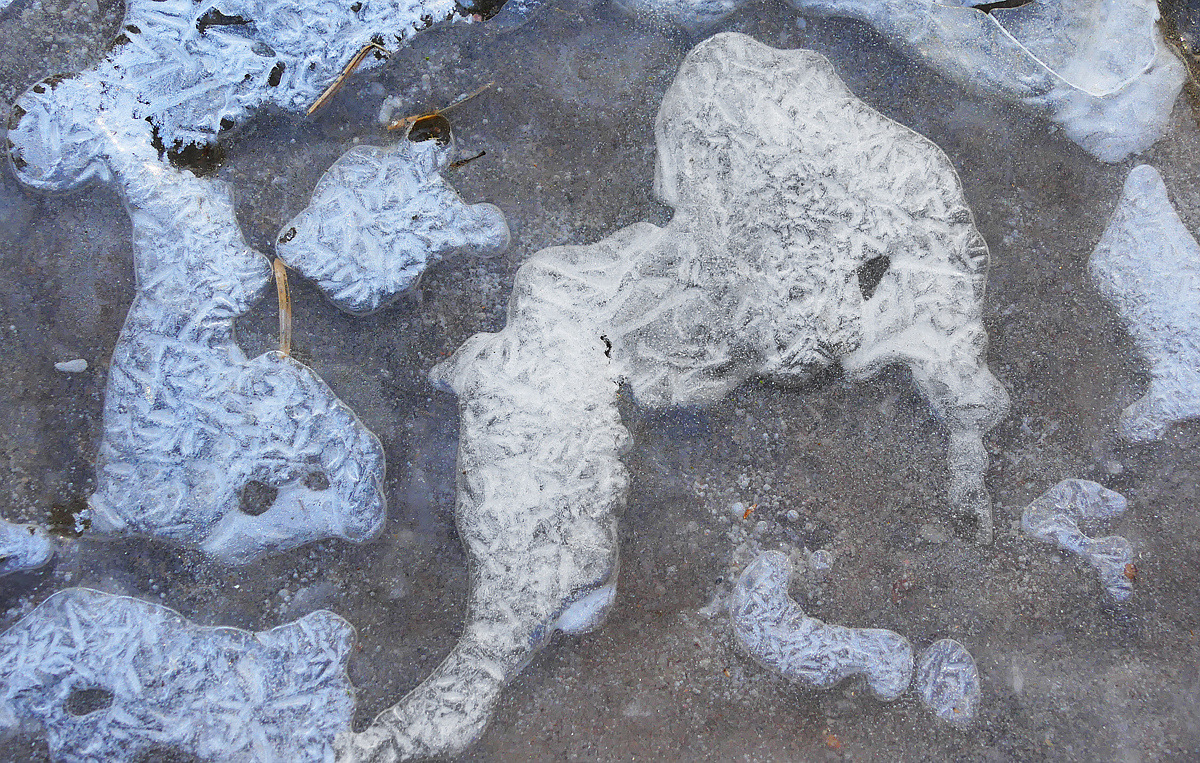 Elefant?