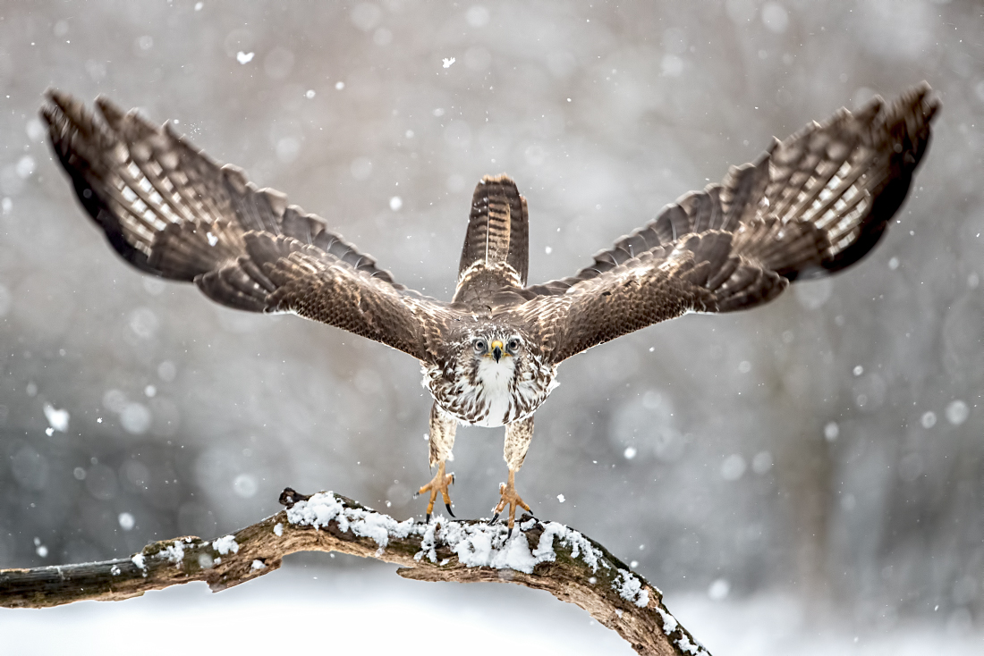 ready to take off