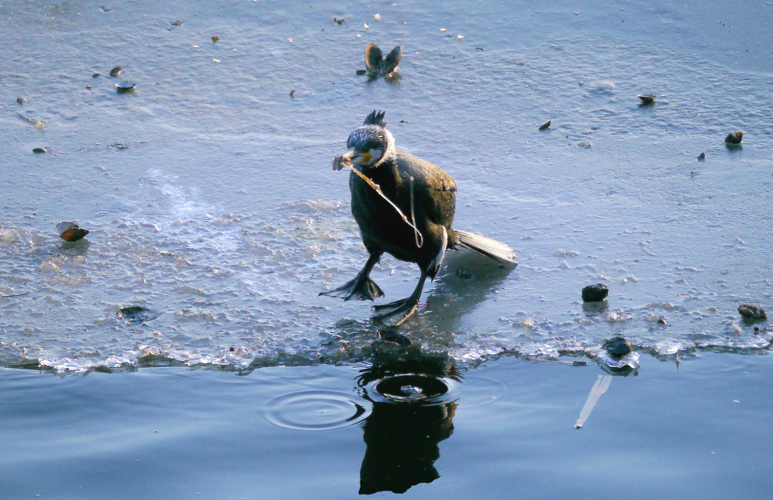 Der Muschelknacker
