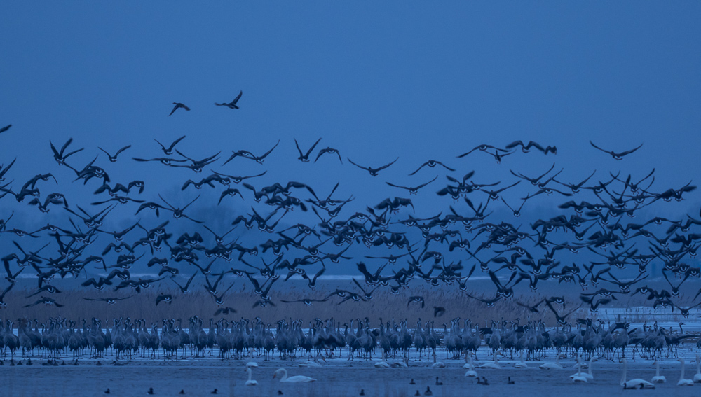 blaue Stunde mit Schlafgenossen