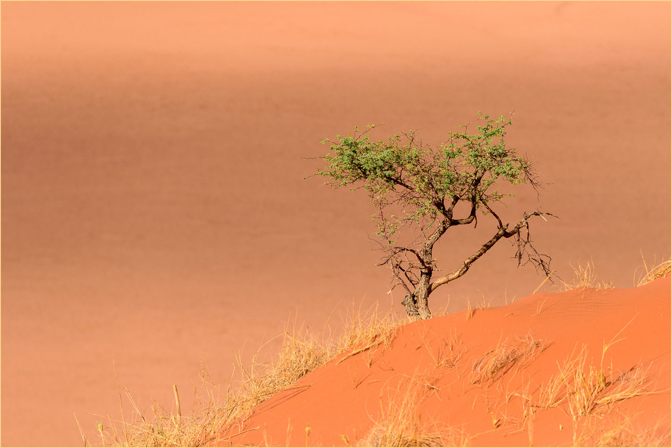 Der einsame Baum