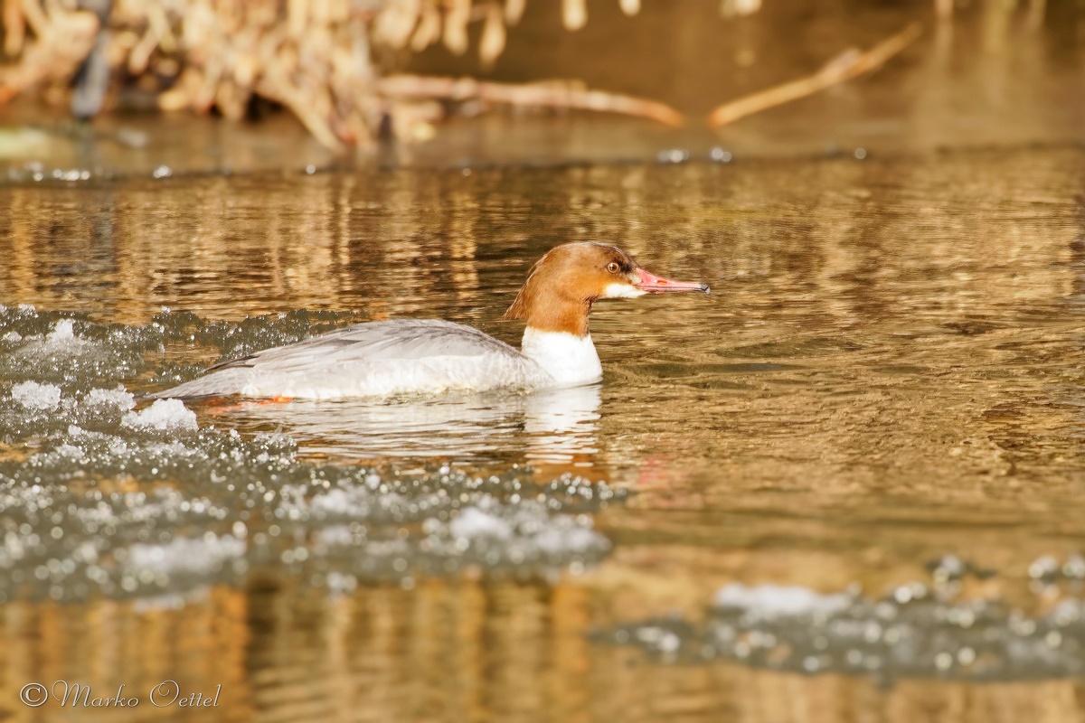 Gänsesäger (Mergus merganser)