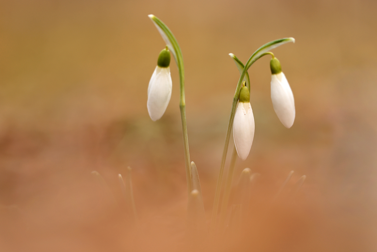 Schneeglöckchen