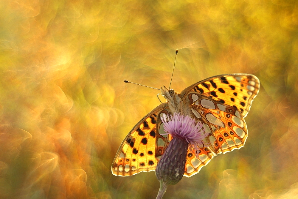 Eine Perle in der Sommerwiese