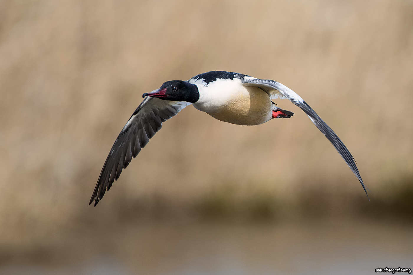 Gänsesäger im Direktflug