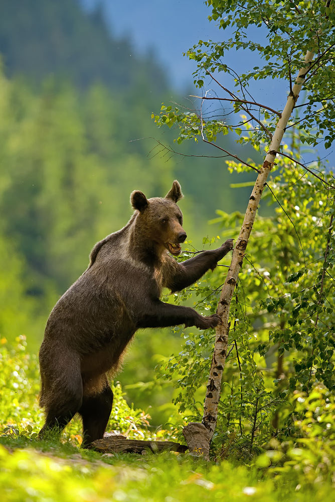 Beskiden-Bär