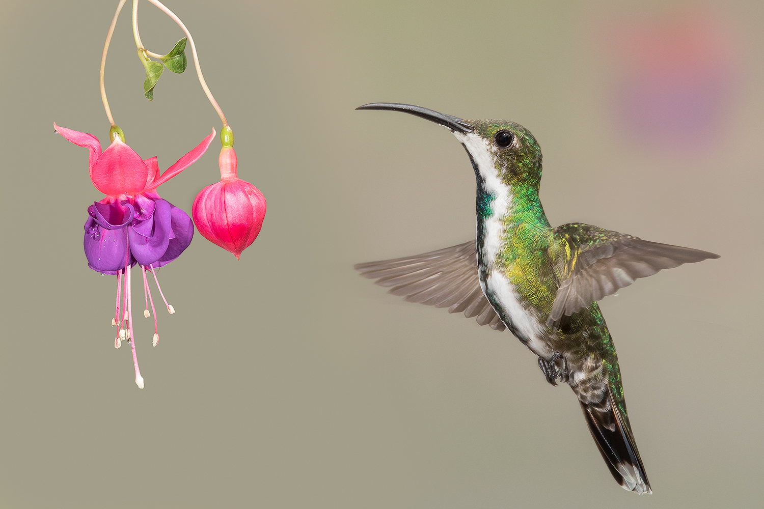 Grünbrust mangokolibri