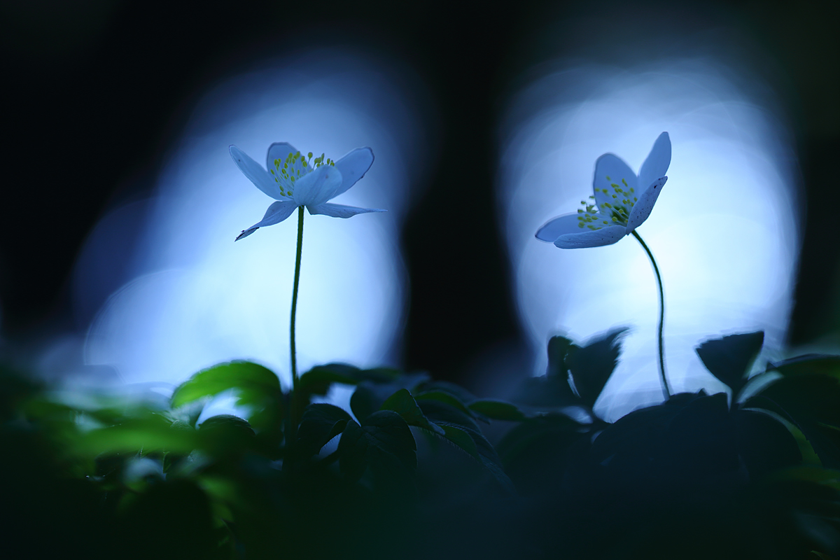 Jedem Fenster seine Anemone