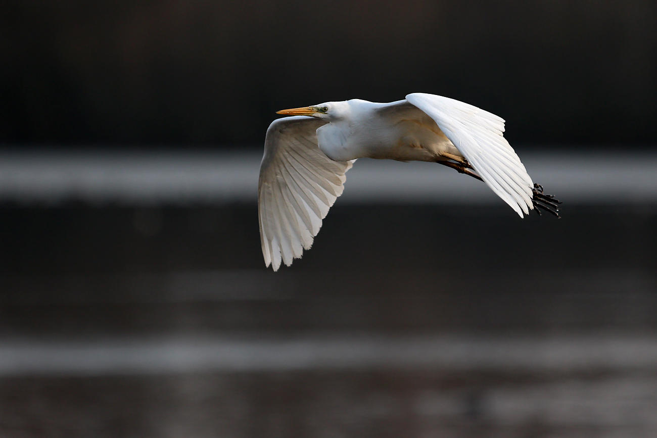 Silberreiher im Flug
