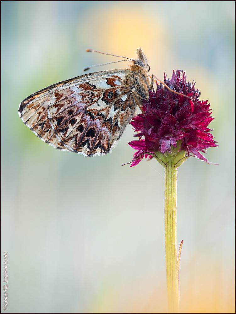 Boloria titania ...