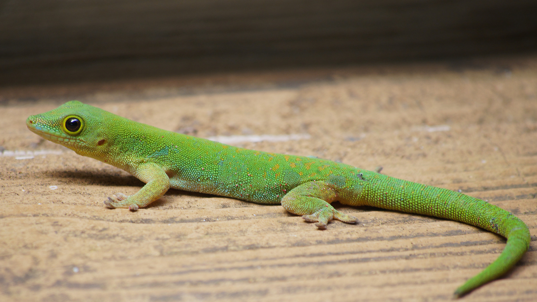 Grüner oder Palmengecko
