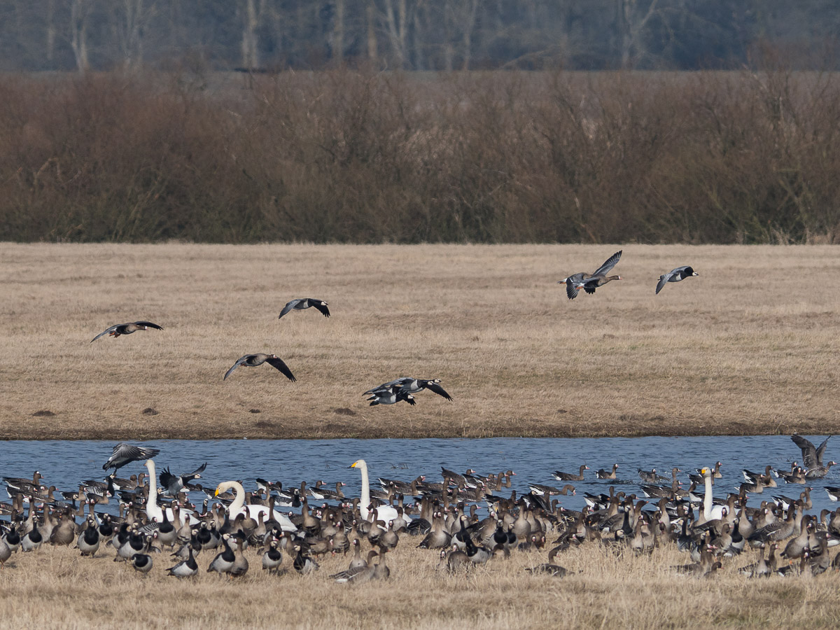 Strandszene in der Elbaue