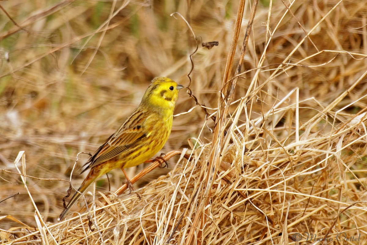 Goldammer (Emberiza citrinella)