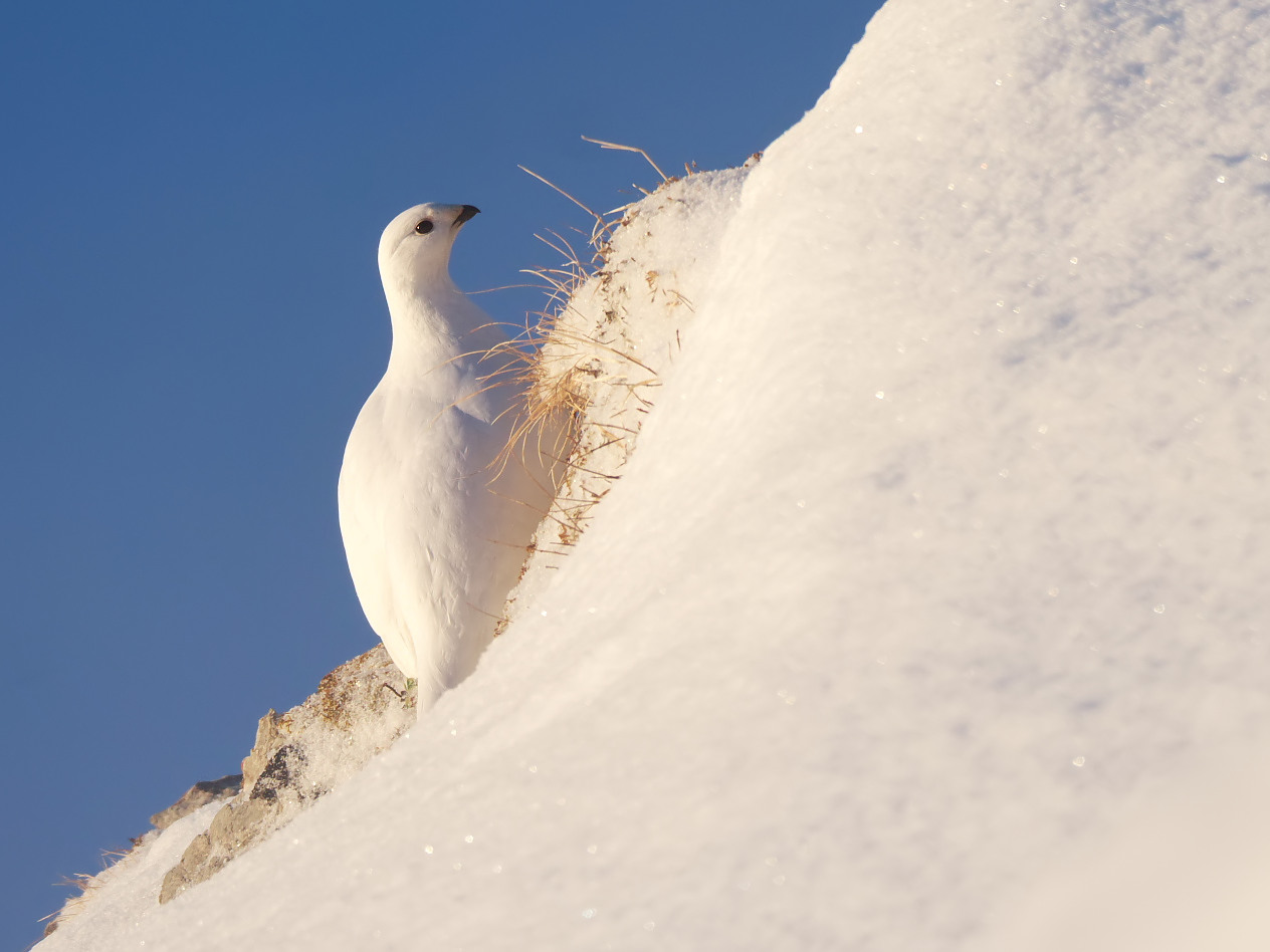 Schneehuhn