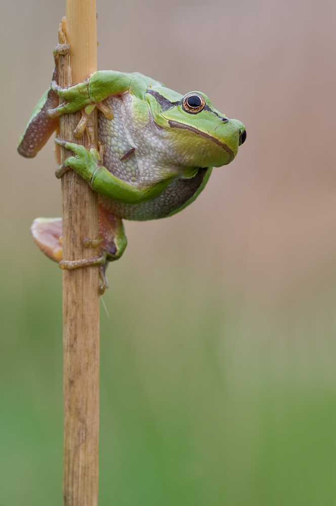 Hyla arborea