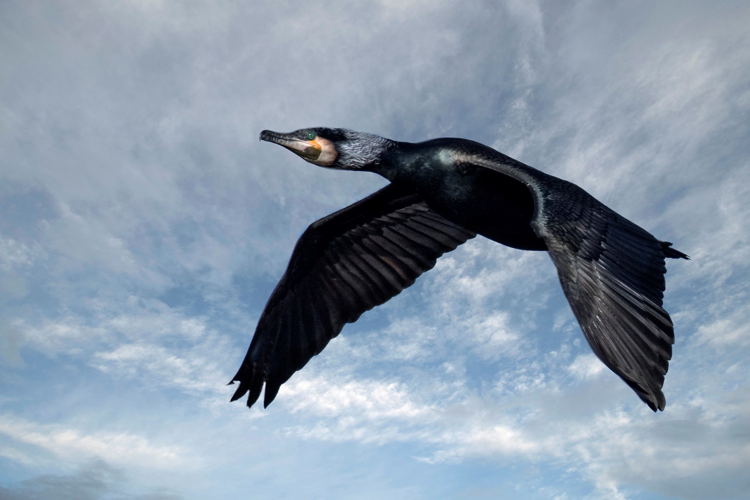 Kormoran...