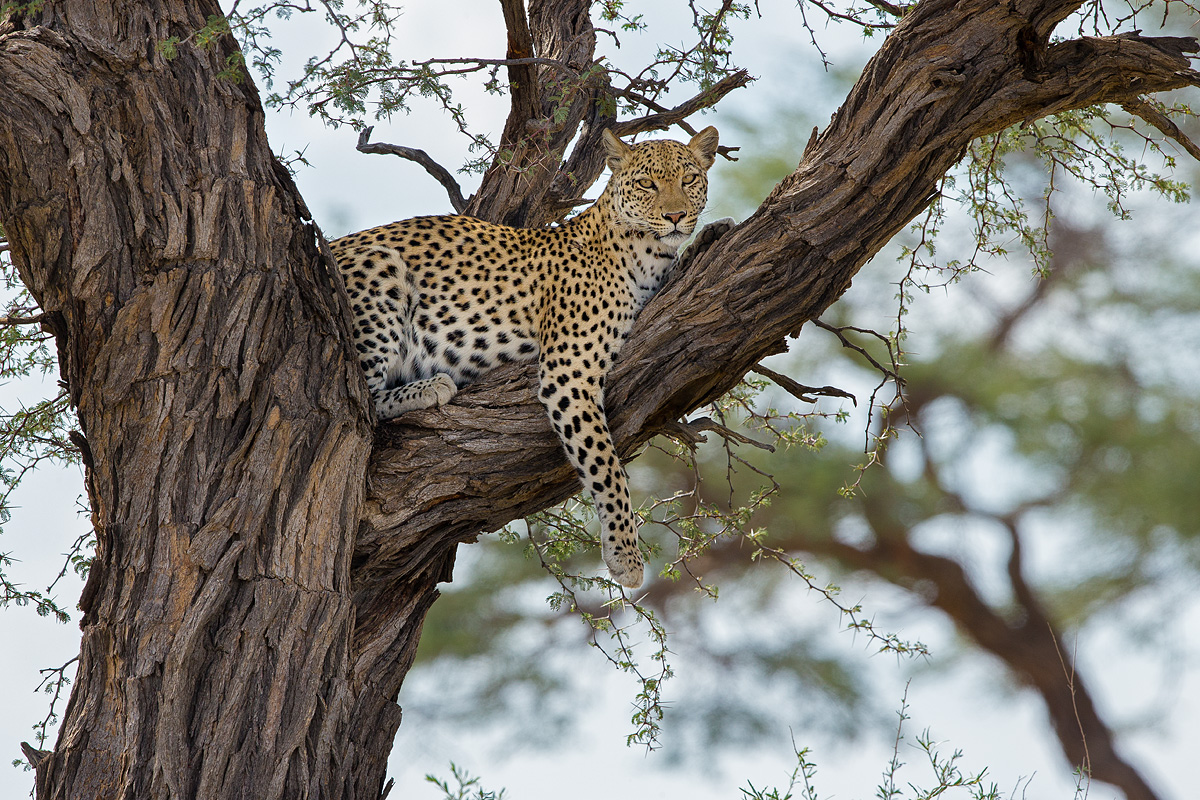 Leopard