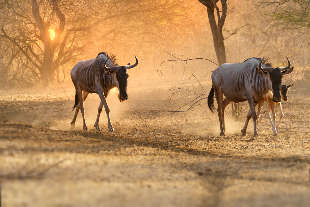 Gnus (Forum für Naturfotografen)