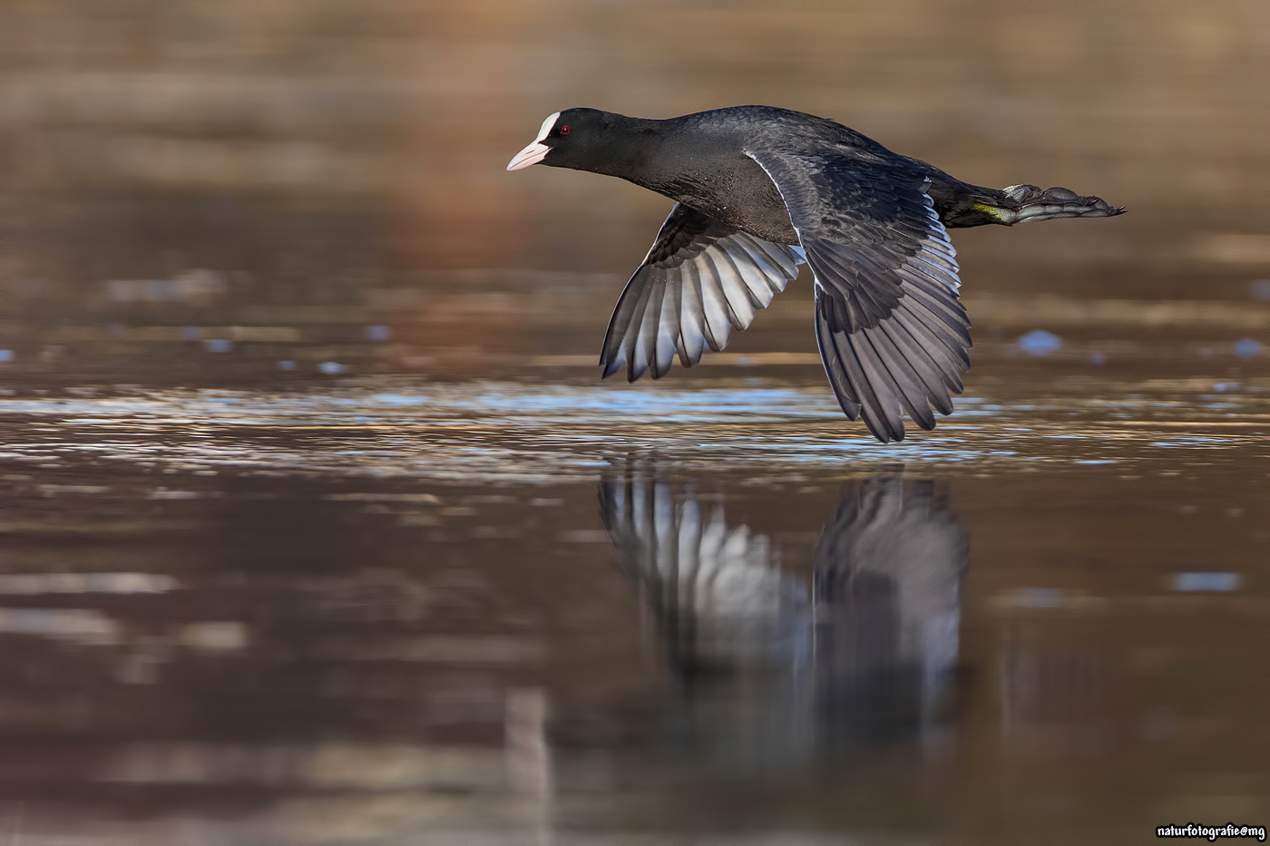 Blesshuhnflug