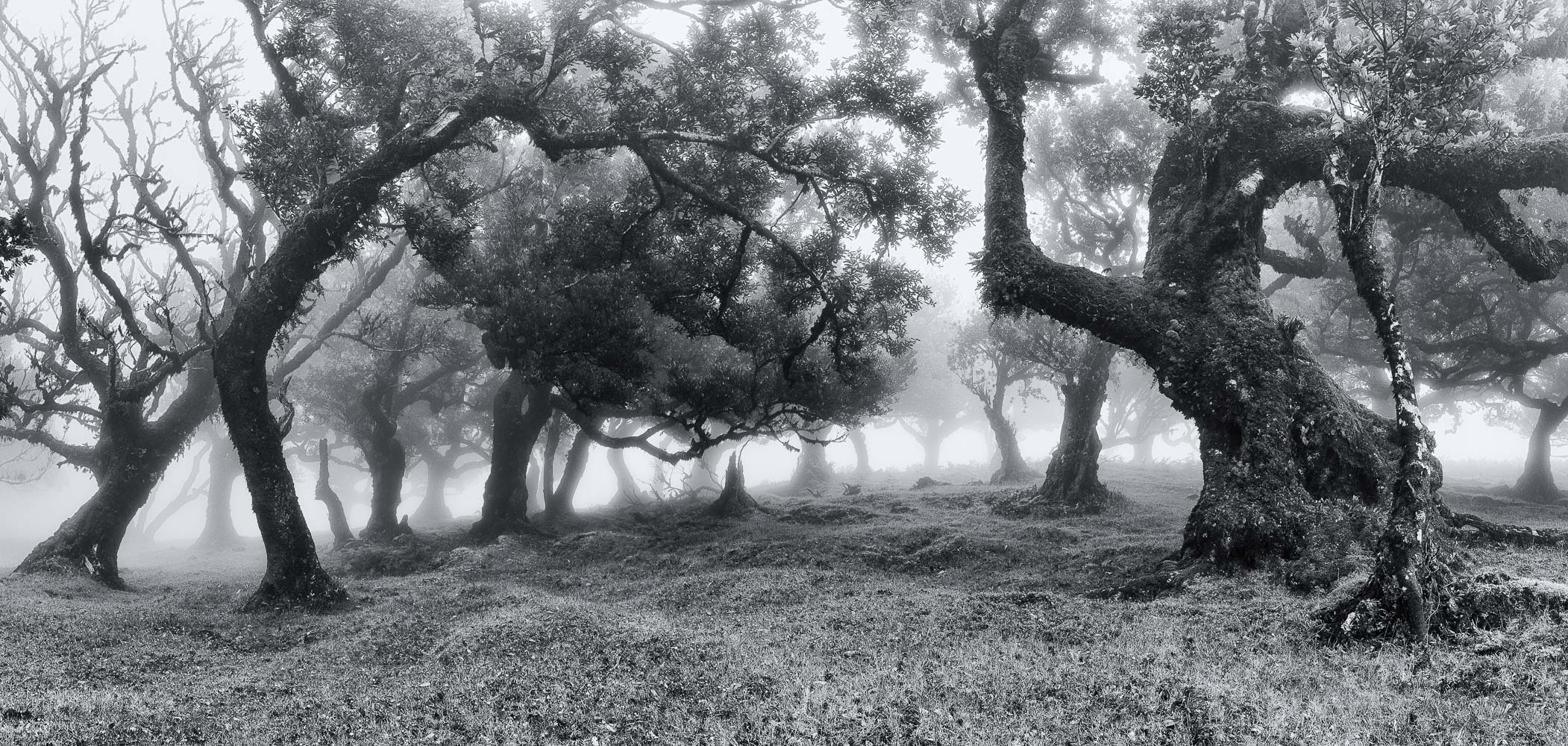 __im lorbeerwald sw__